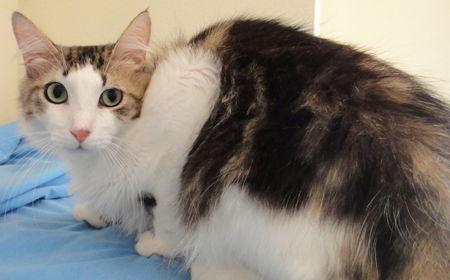 Mason, a Adoptable Tabby in Newport Beach, CA image 2/2