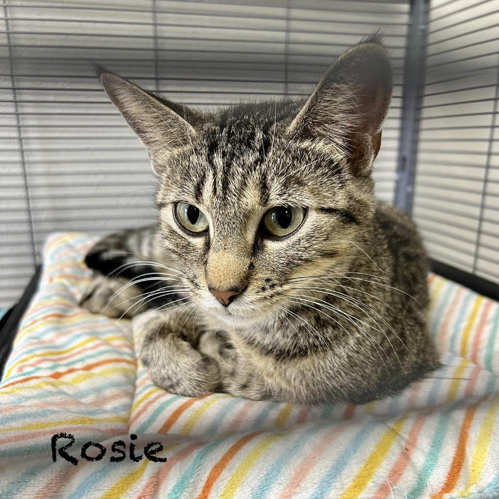 Enlarge Rosie, a Adoptable Domestic Short Hair in Hannibal, MO image 2/2