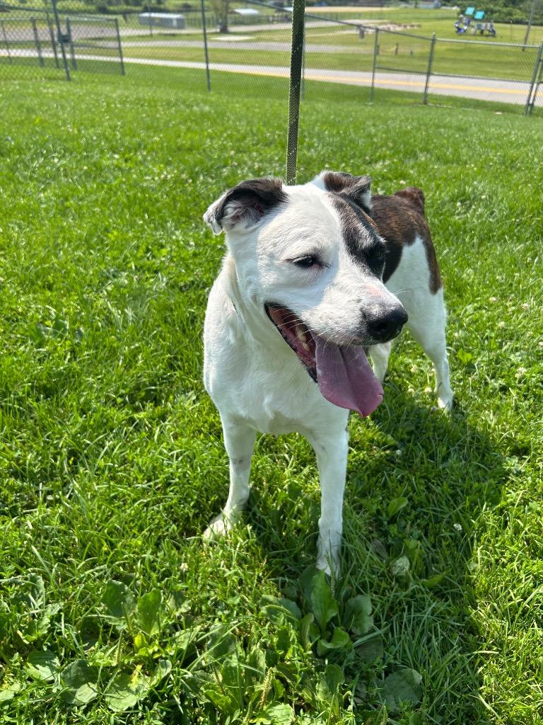 Poppet, Adoptable, Senior Female Boxer & Labrador Retriever.