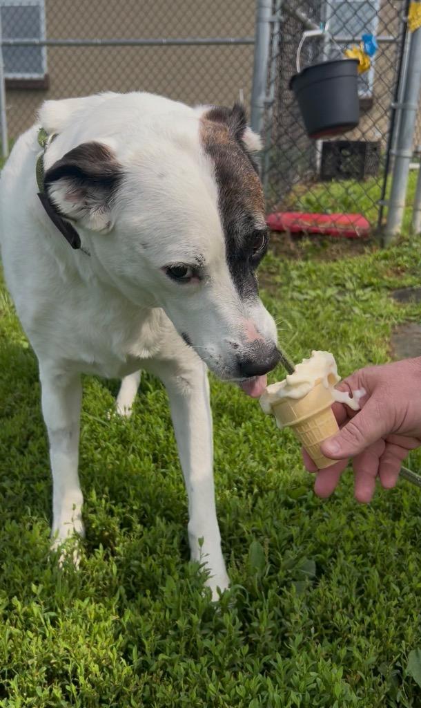 Enlarge Poppet, a Adoptable mixed breed in New Manchester, WV image 4/6