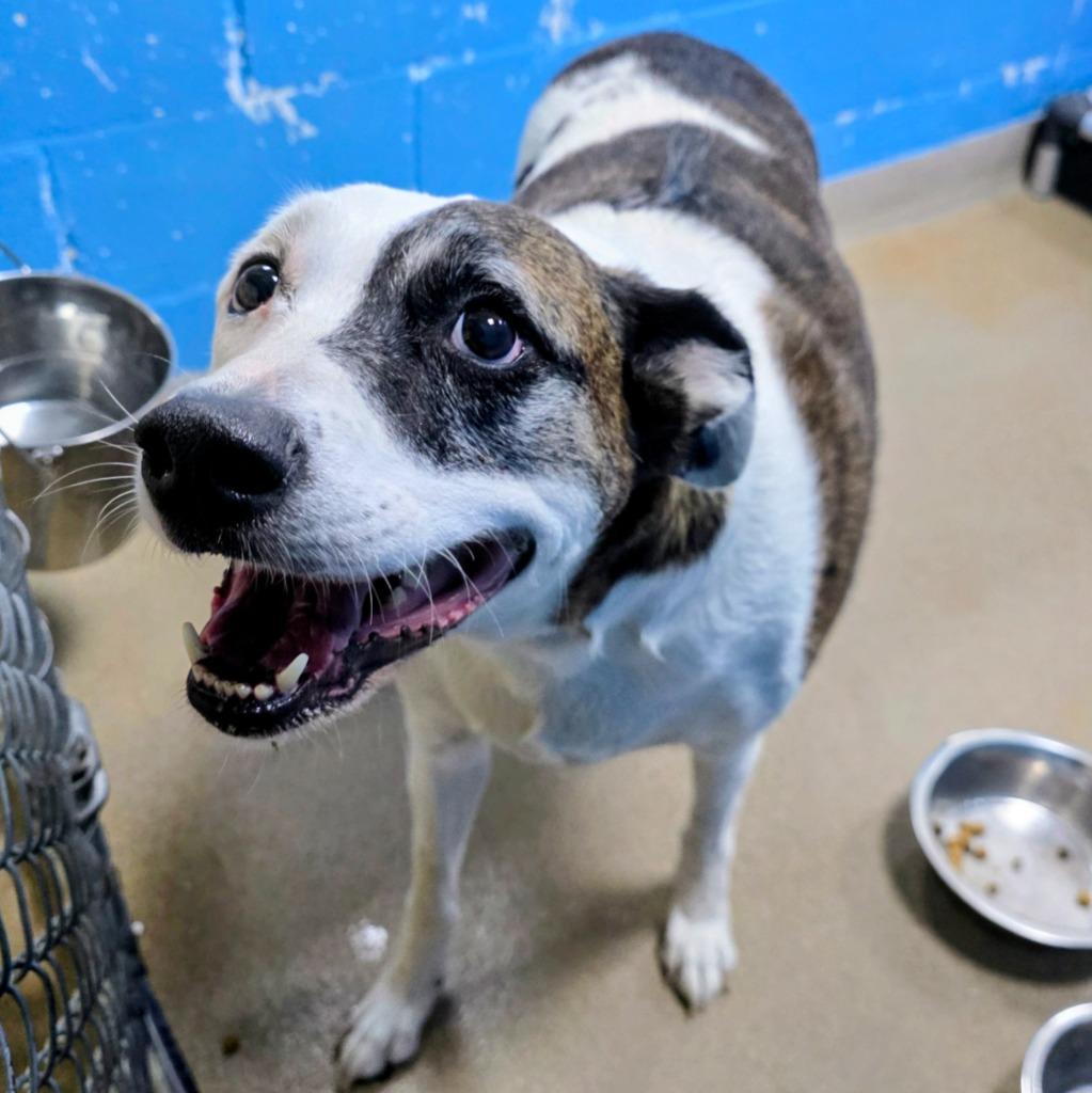 Enlarge Poppet, a Adoptable mixed breed in New Manchester, WV image 5/6