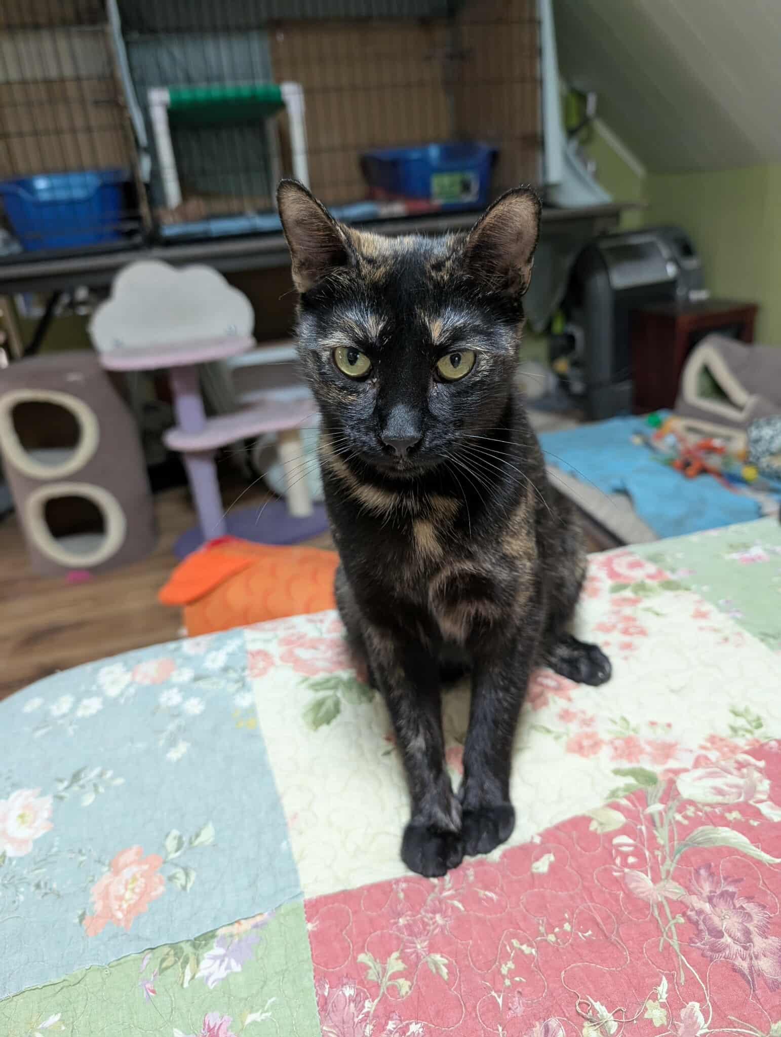TIGER LILY (bonded with CHERRY BLOSSOM)
