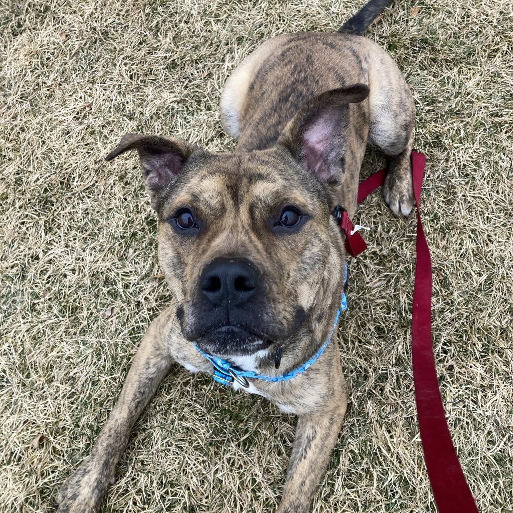 Enlarge Rula, a Adoptable mixed breed in Providence, RI image 1/6