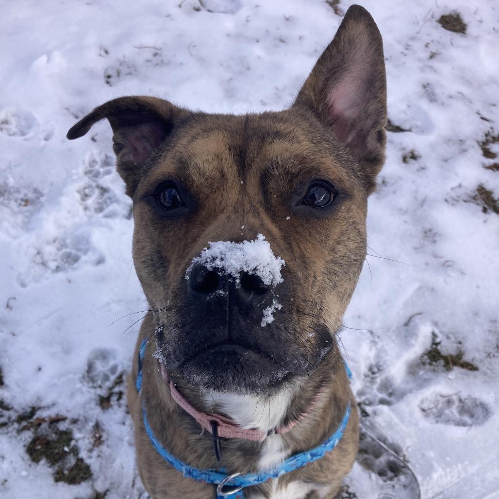 Enlarge Rula, a Adoptable mixed breed in Providence, RI image 2/6
