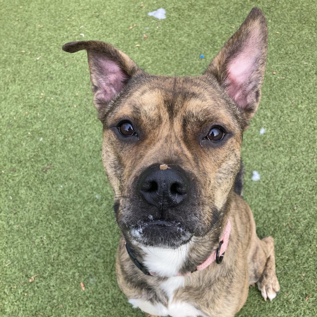 Enlarge Rula, a Adoptable mixed breed in Providence, RI image 3/6