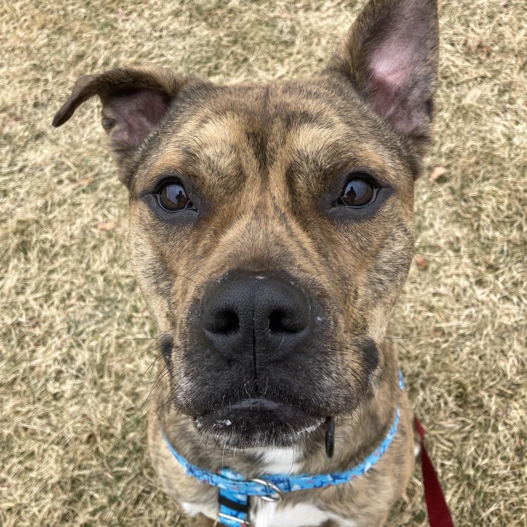 Enlarge Rula, a Adoptable mixed breed in Providence, RI image 4/6