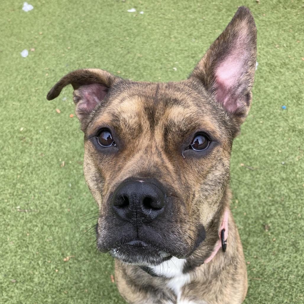 Enlarge Rula, a Adoptable mixed breed in Providence, RI image 6/6