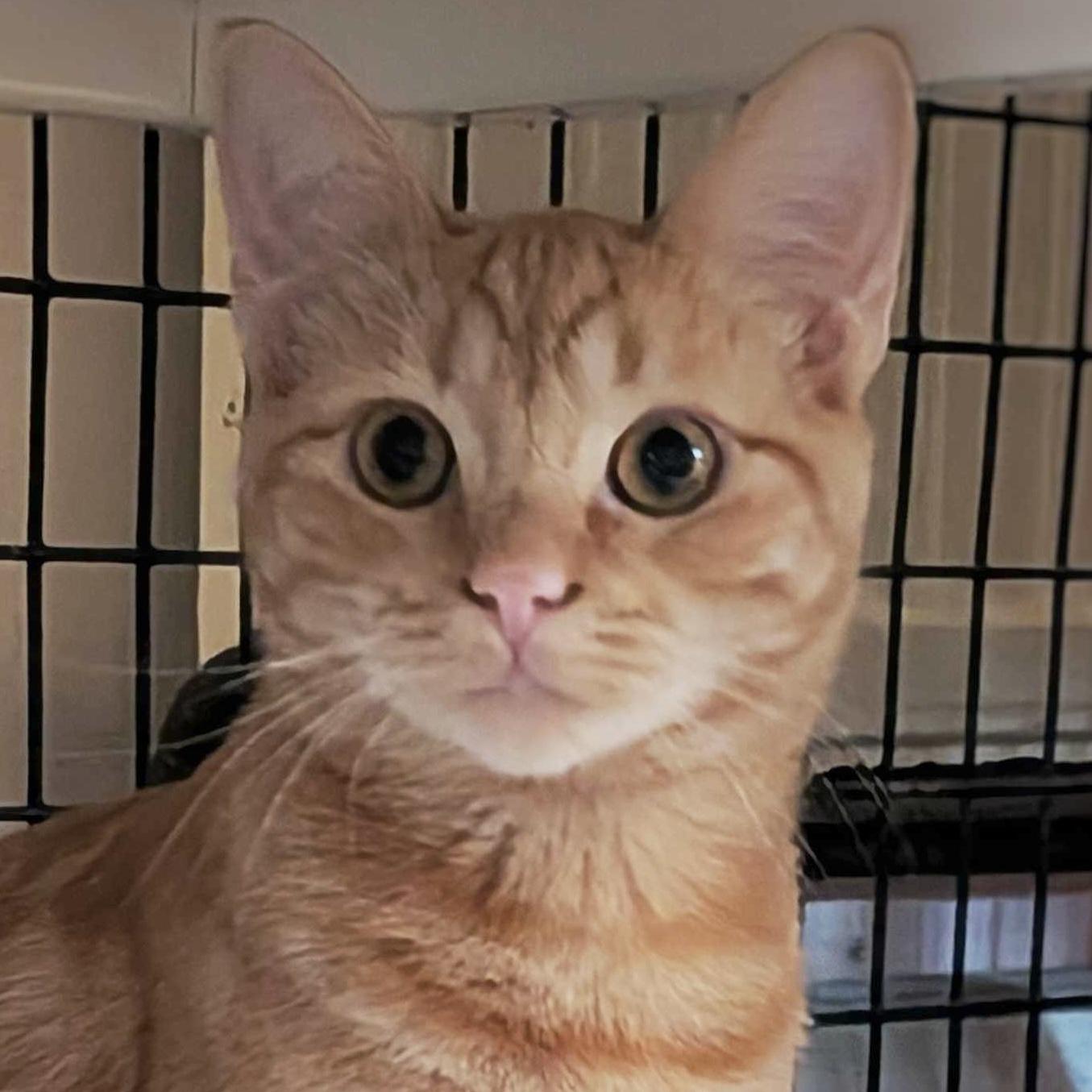 Enlarge Satsuma, a Adoptable mixed breed in Santa Fe, NM image 1/6