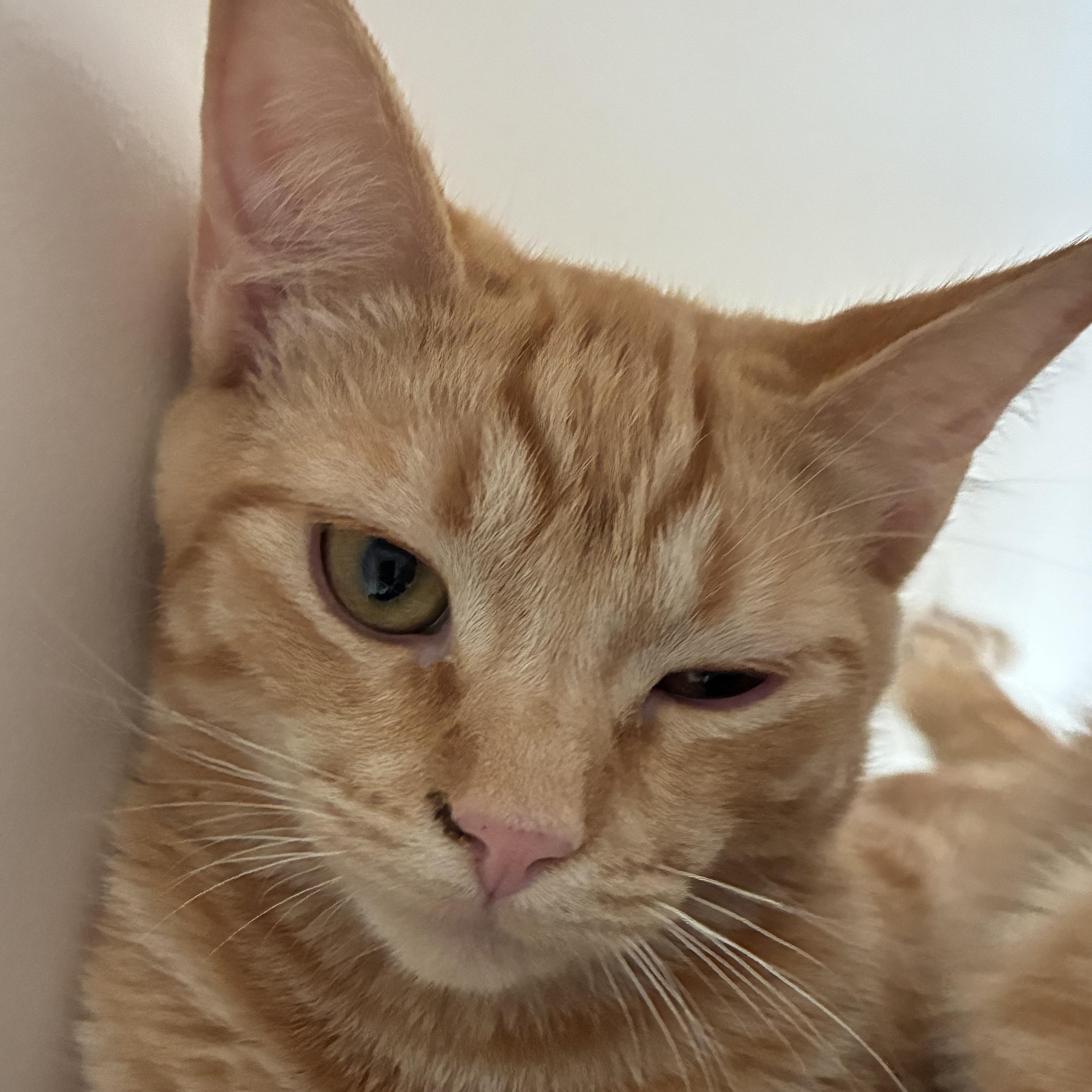 Enlarge Satsuma, a Adoptable mixed breed in Santa Fe, NM image 3/6