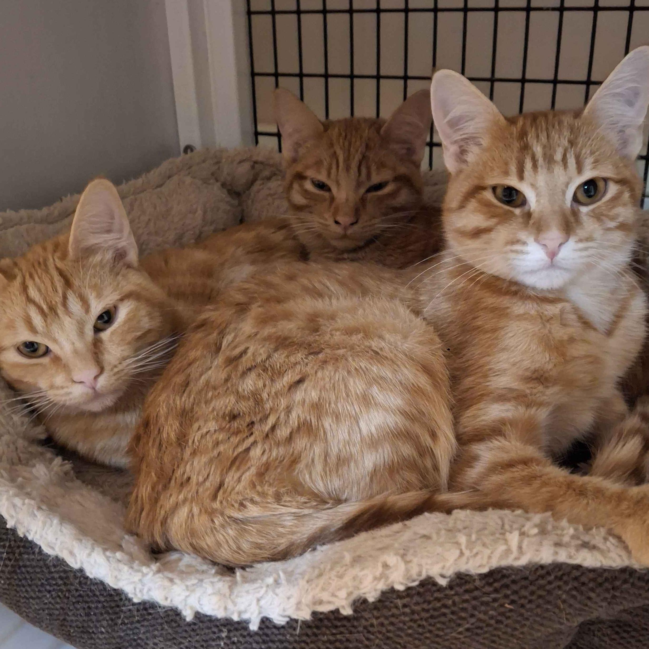 Enlarge Satsuma, a Adoptable mixed breed in Santa Fe, NM image 4/6