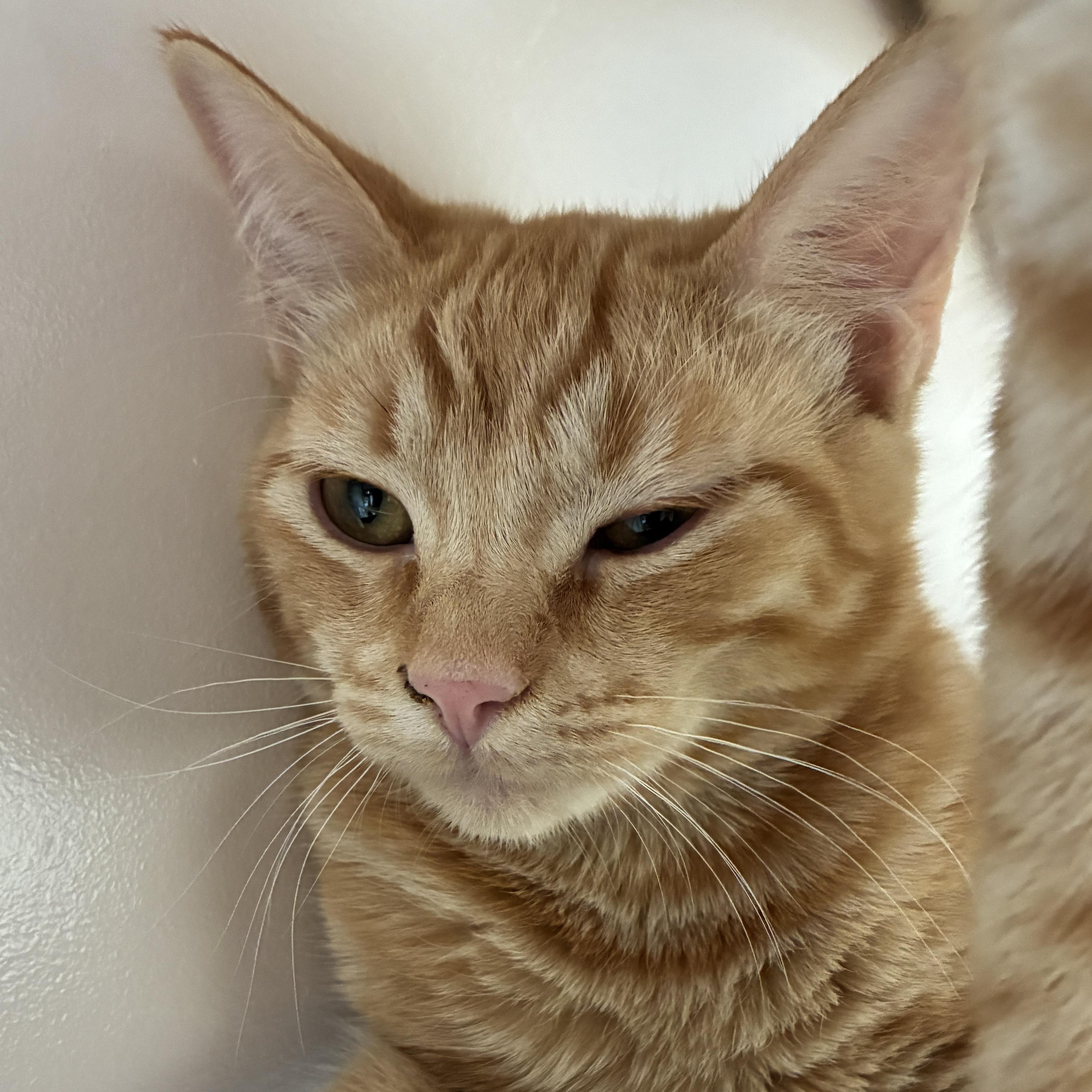 Enlarge Satsuma, a Adoptable mixed breed in Santa Fe, NM image 5/6