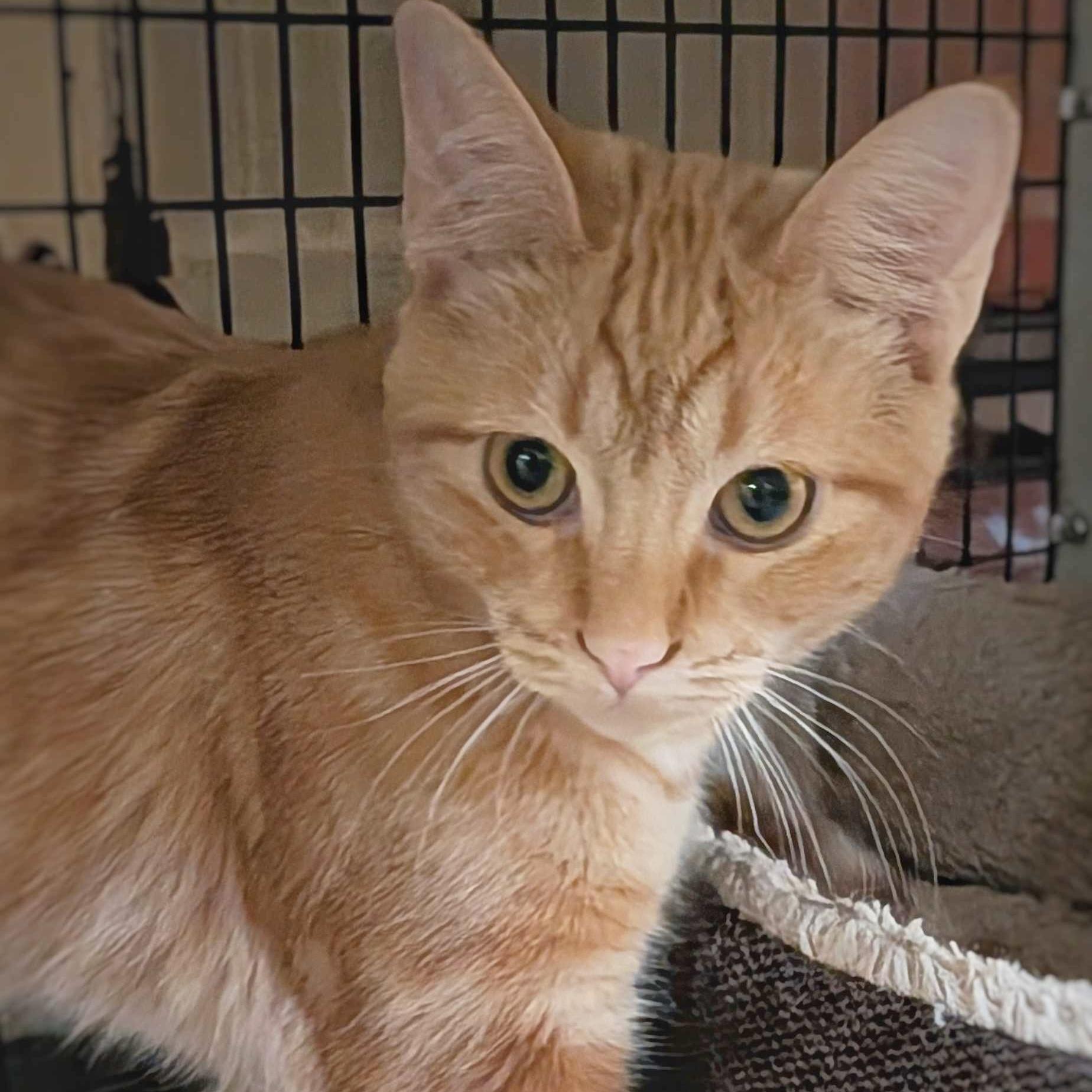 Enlarge Satsuma, a Adoptable mixed breed in Santa Fe, NM image 6/6