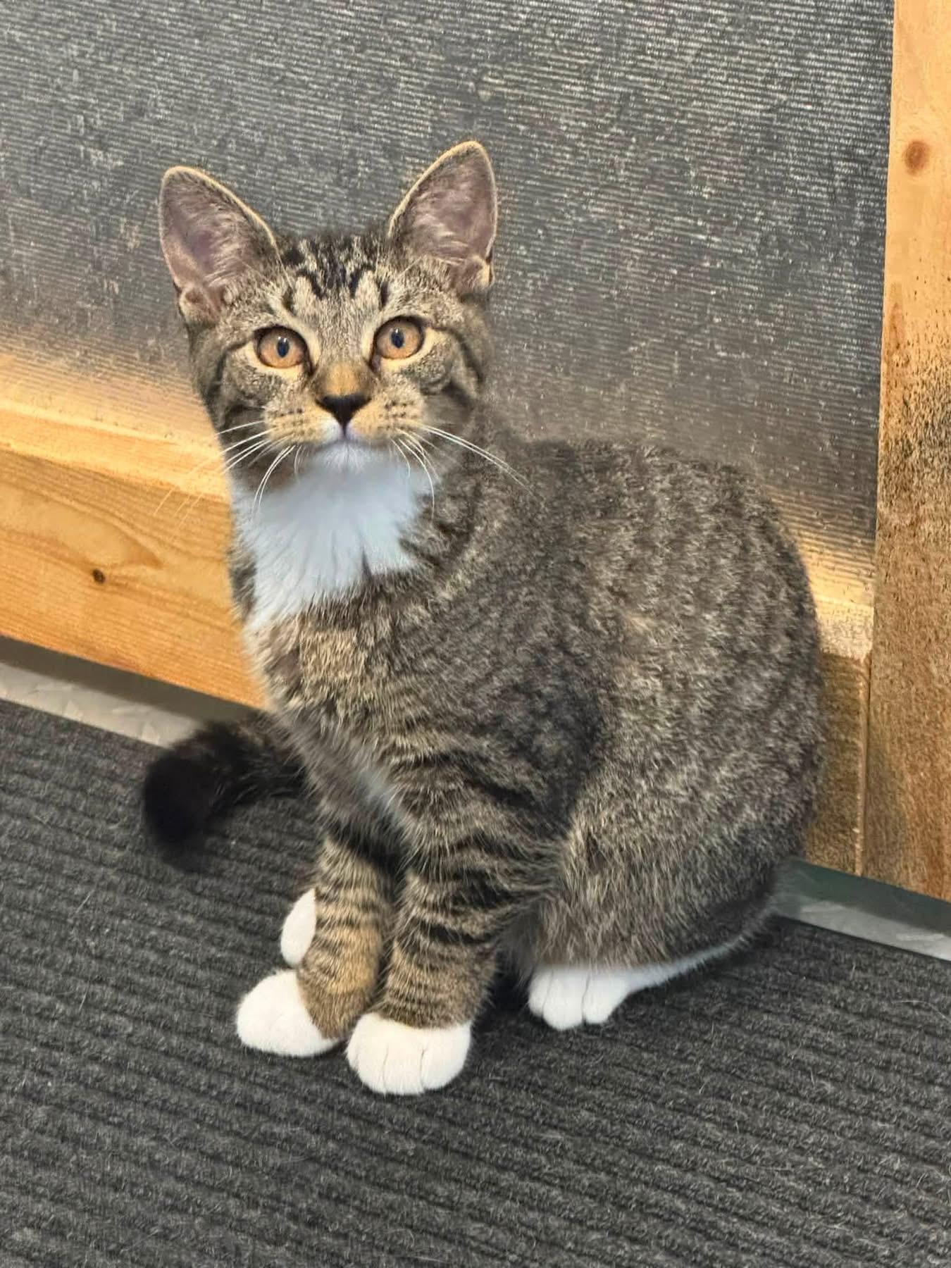 Enlarge Bella, a Adopted Domestic Short Hair in Syosset, NY image 6/6