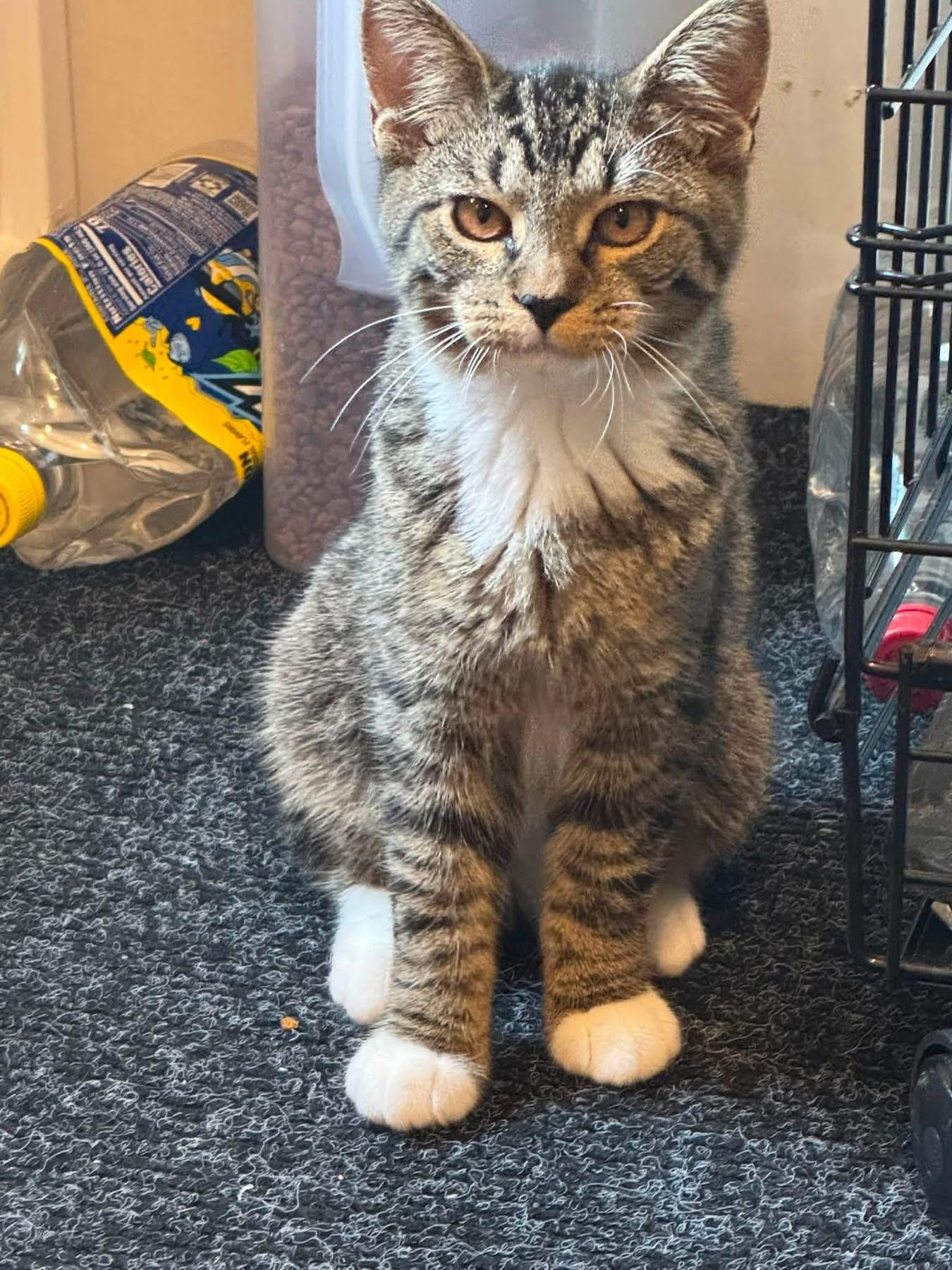 Bella, Adopted, Kitten Female Domestic Short Hair.