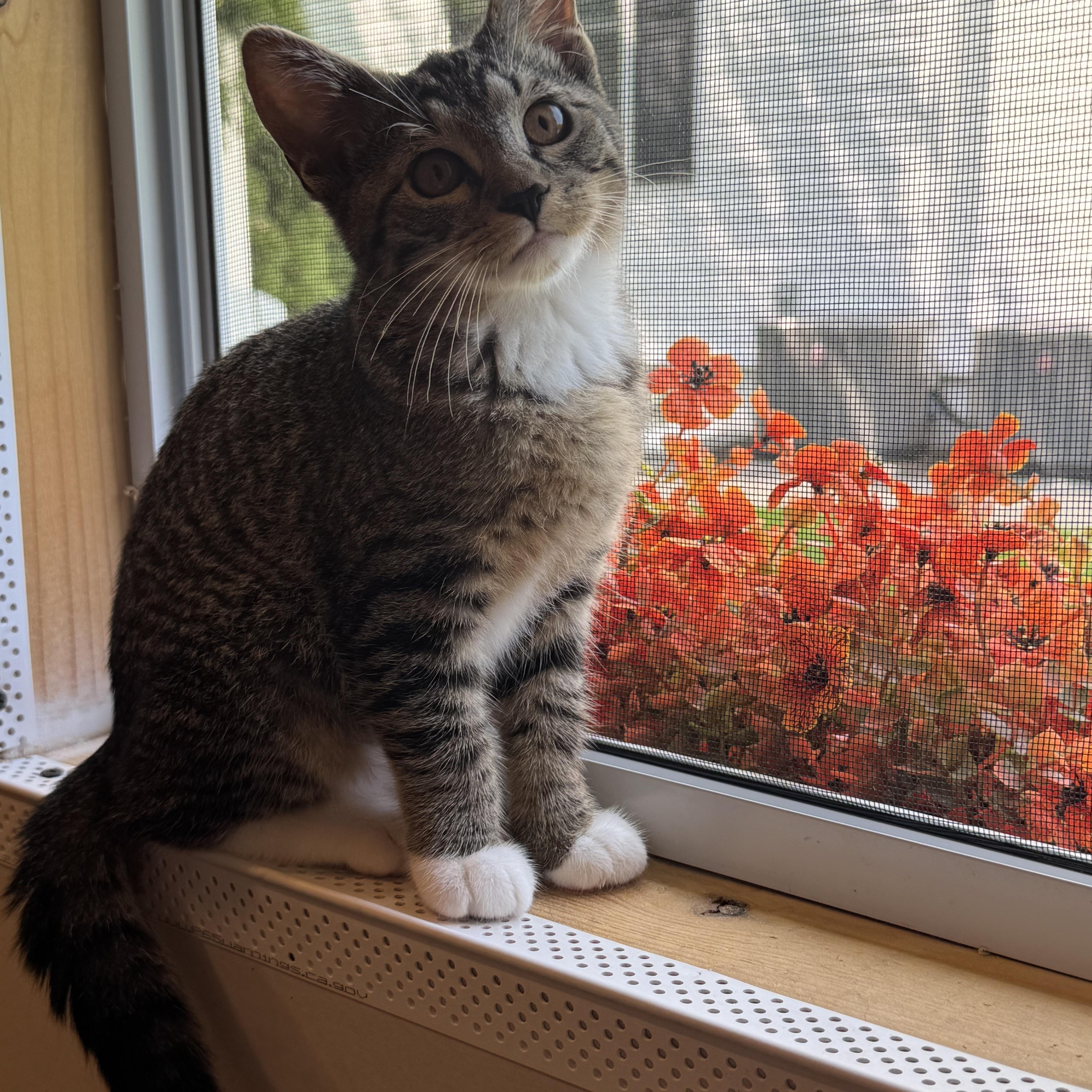 Enlarge Bella, a Adopted Domestic Short Hair in Syosset, NY image 2/6