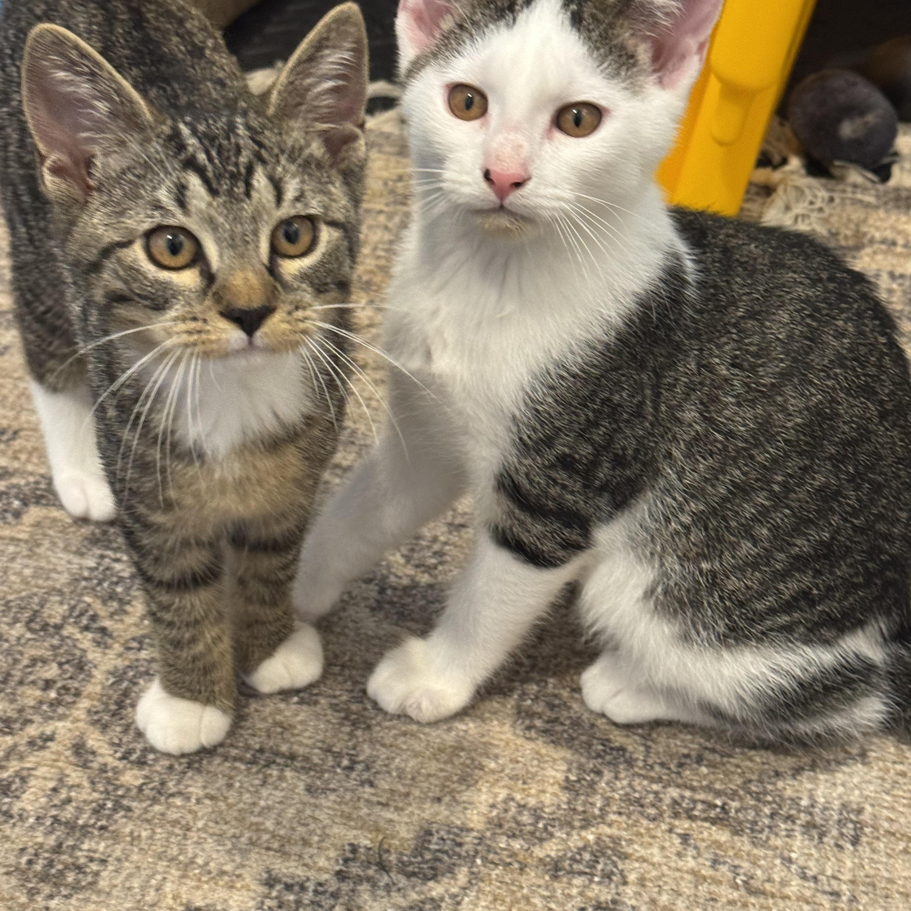 Enlarge Bella, a Adopted Domestic Short Hair in Syosset, NY image 3/6