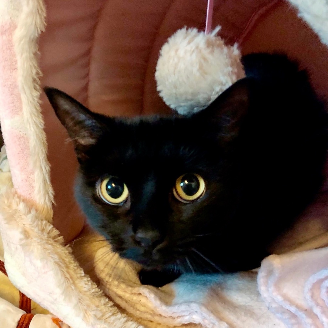 Gabriella, a Adoptable Domestic Short Hair in Gallatin, TN image 1/4