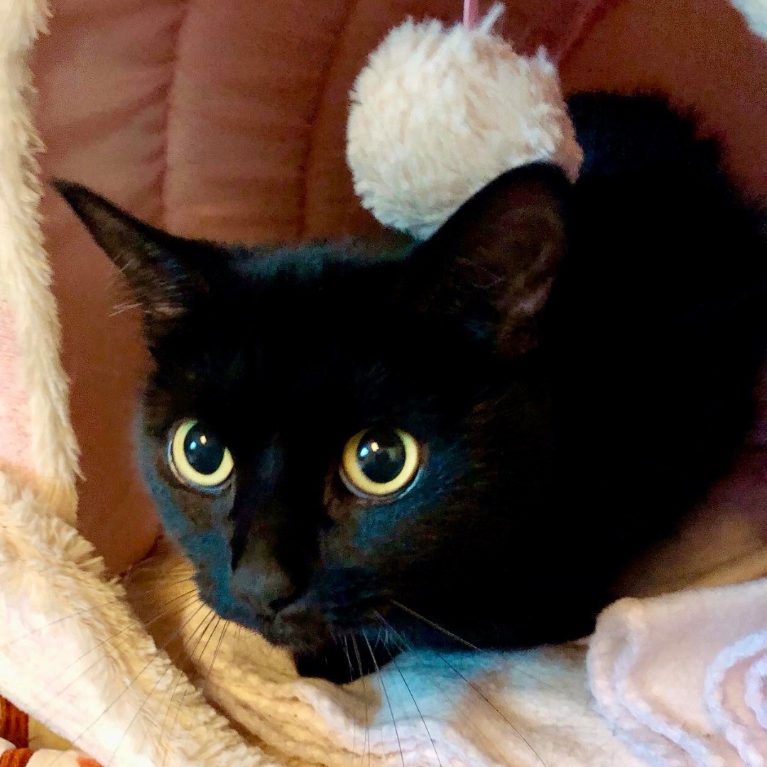 Gabriella, a Adoptable Domestic Short Hair in Gallatin, TN image 2/4