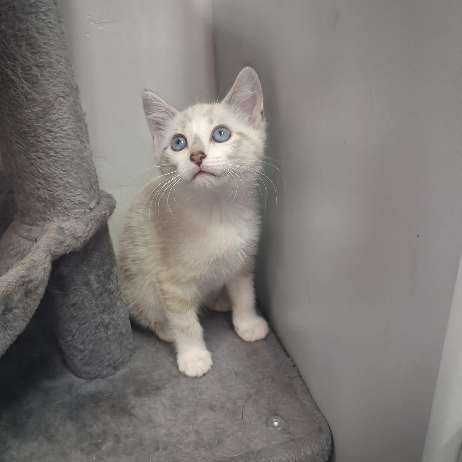 Feyre, a ADOPTABLE mixed breed in Roosevelt, UT image 1/5
