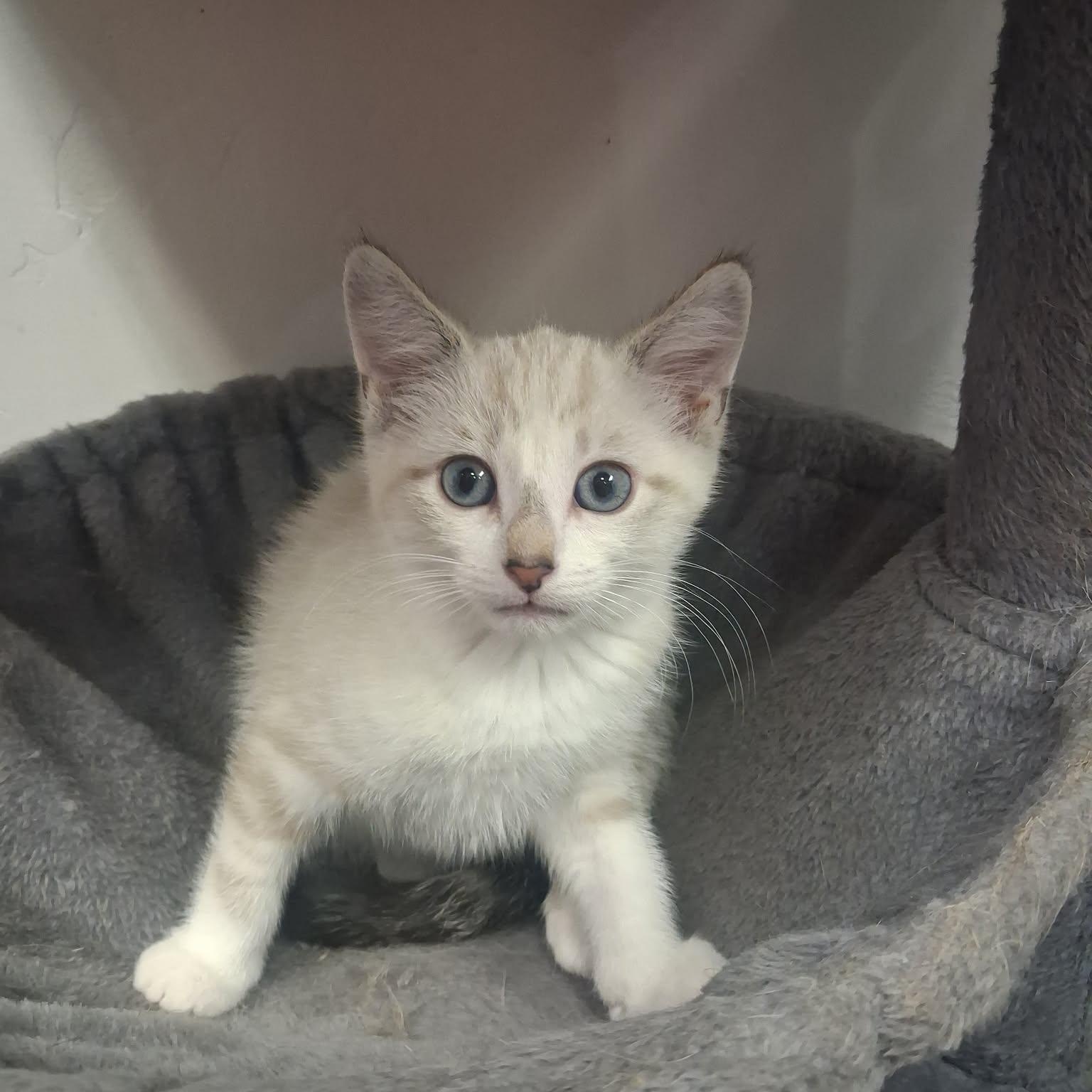 Feyre, a ADOPTABLE mixed breed in Roosevelt, UT image 2/5