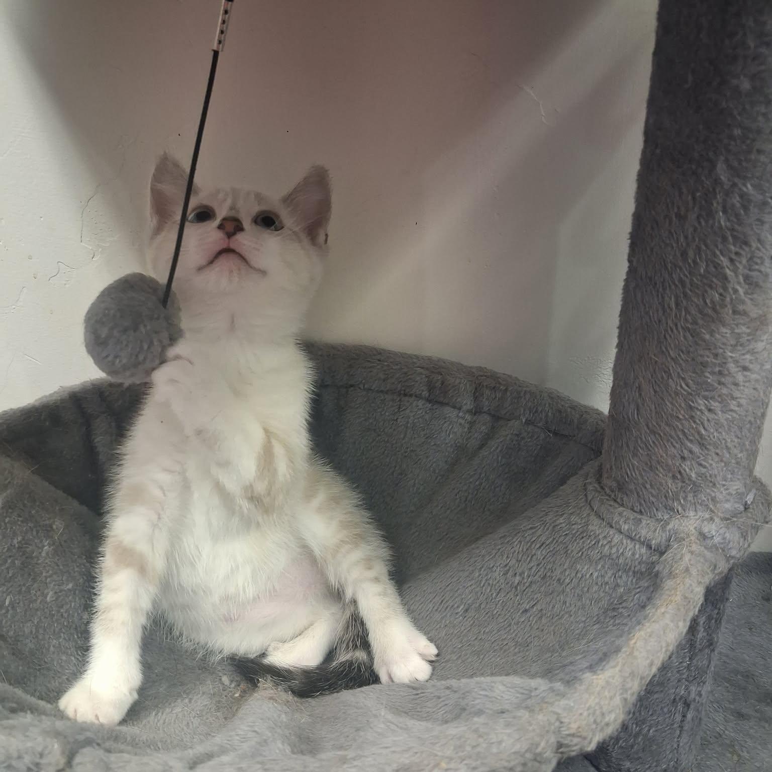 Feyre, a ADOPTABLE mixed breed in Roosevelt, UT image 4/5