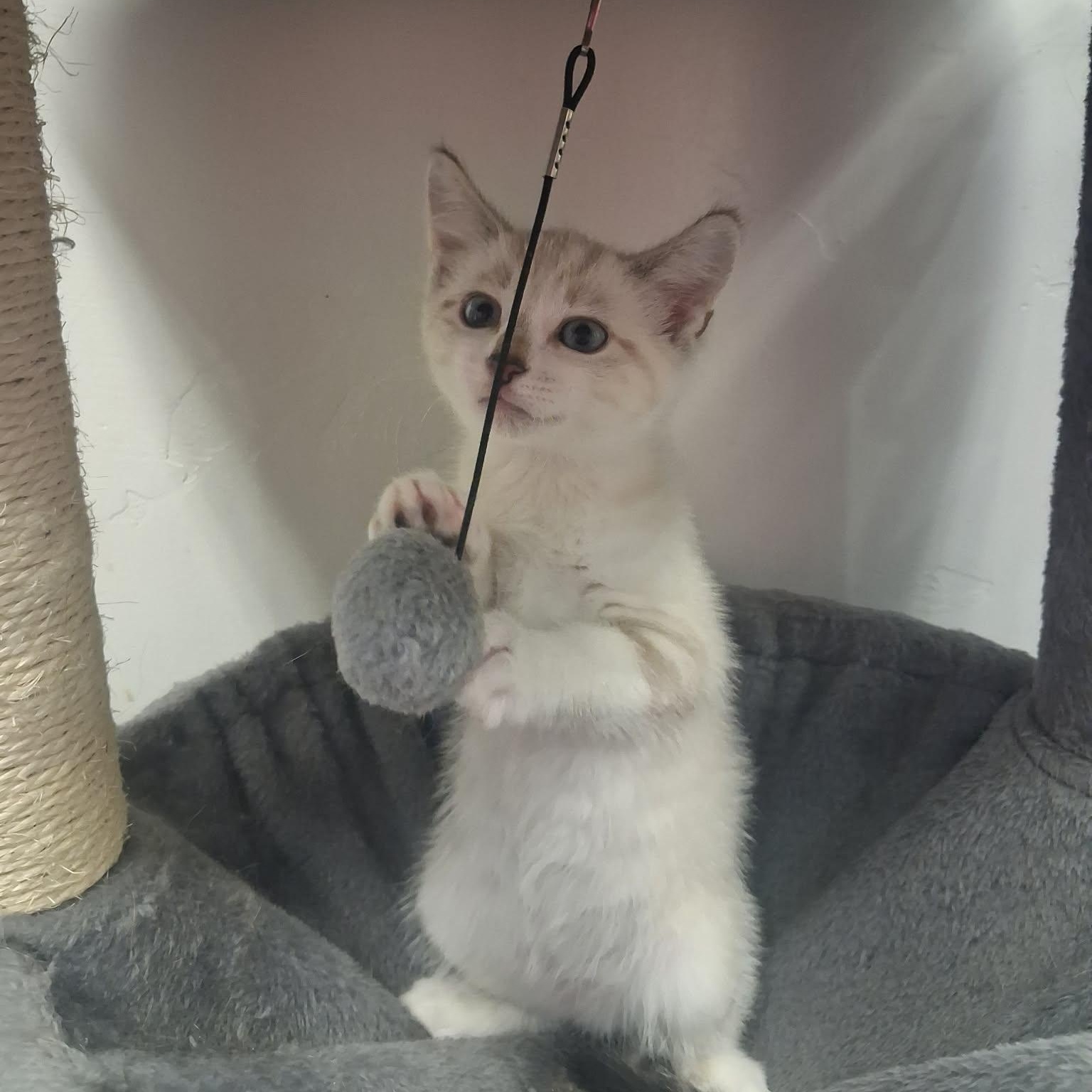 Feyre, a ADOPTABLE mixed breed in Roosevelt, UT image 5/5