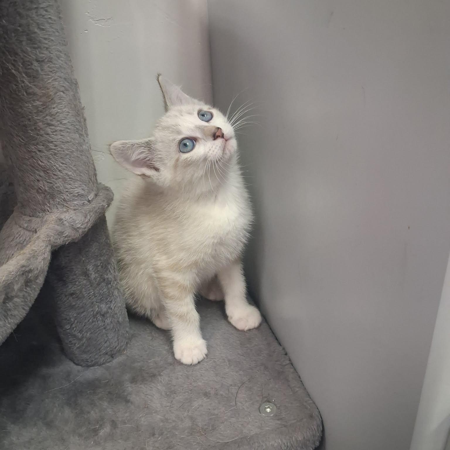 Feyre, a ADOPTABLE mixed breed in Roosevelt, UT image 3/5
