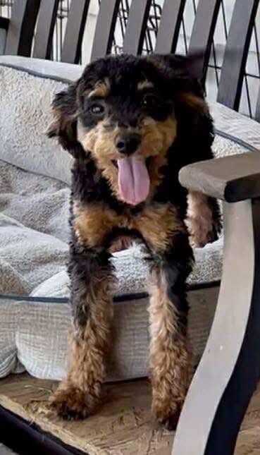 Ava JC in MS Plumb $799, Adopted, Puppy Female Australian Shepherd & Poodle.