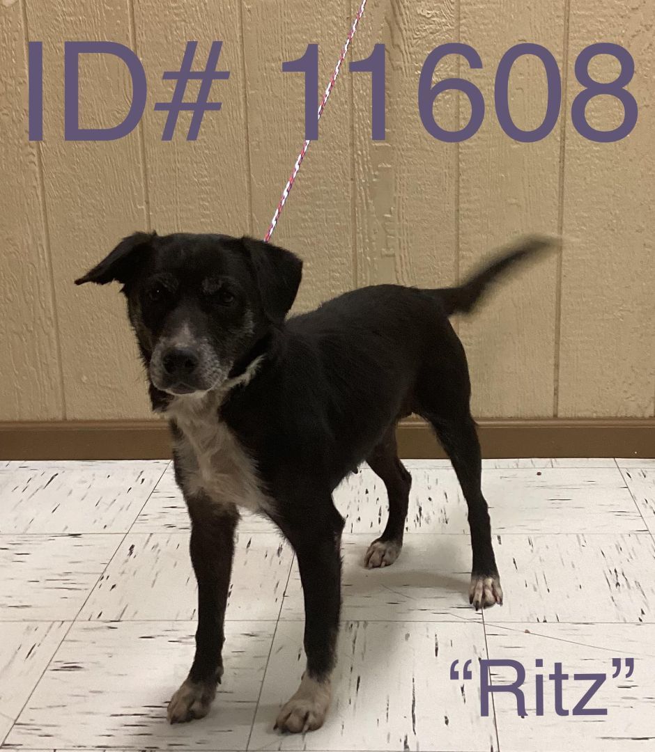 Enlarge Ritz, a Adopted mixed breed in Kerrville, TX image 1/1