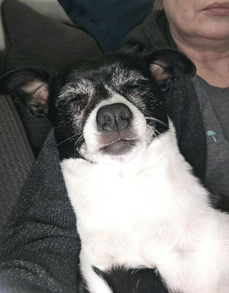 Pocket, a Adoptable Mixed Breed in Sparks, NV image 1/3