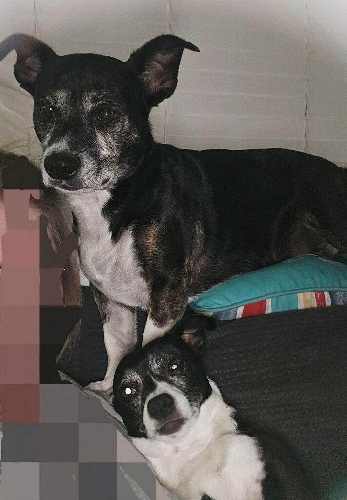 Pocket, a Adoptable Mixed Breed in Sparks, NV image 2/3