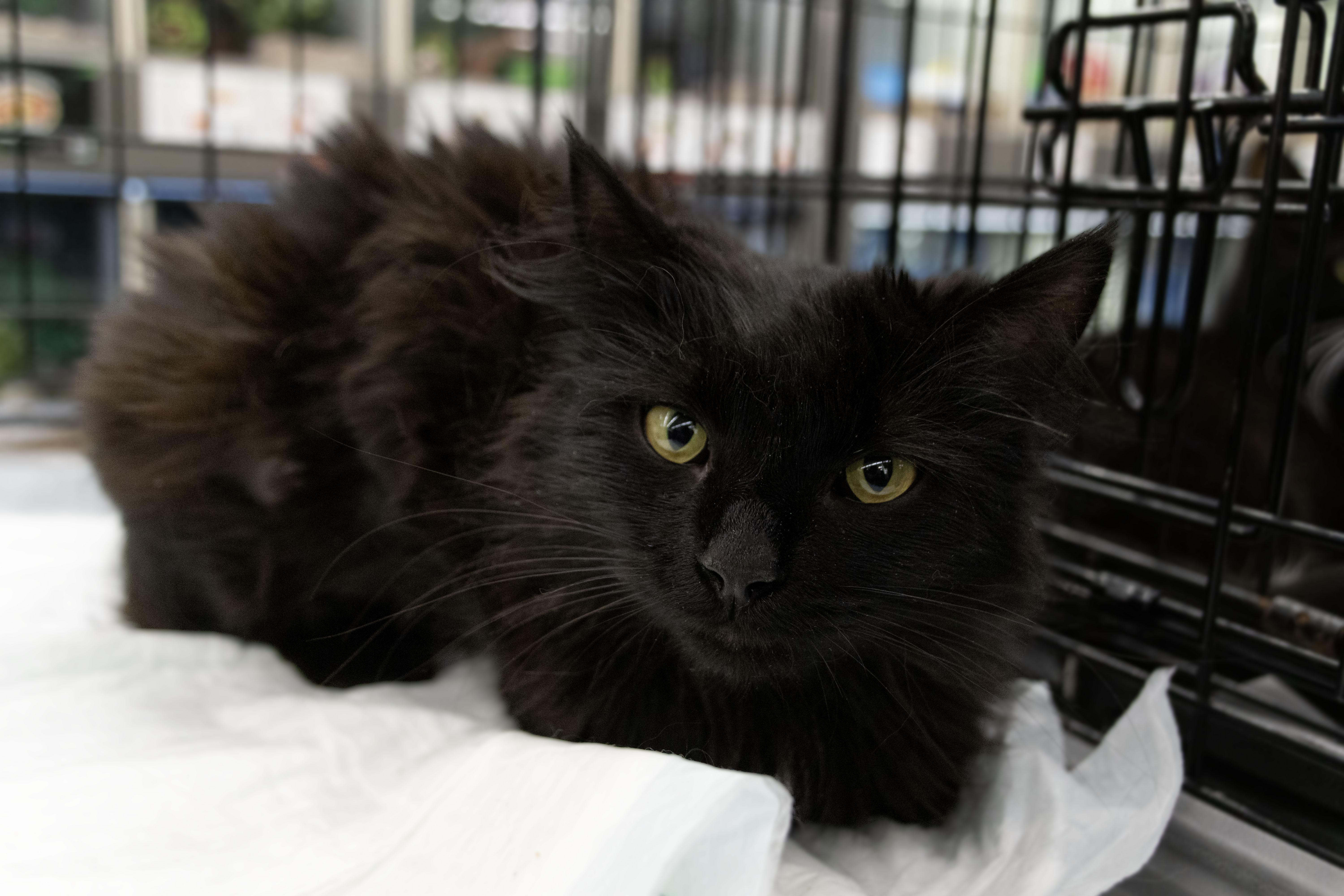 Talia, Adoptable, Young Female Domestic Medium Hair.