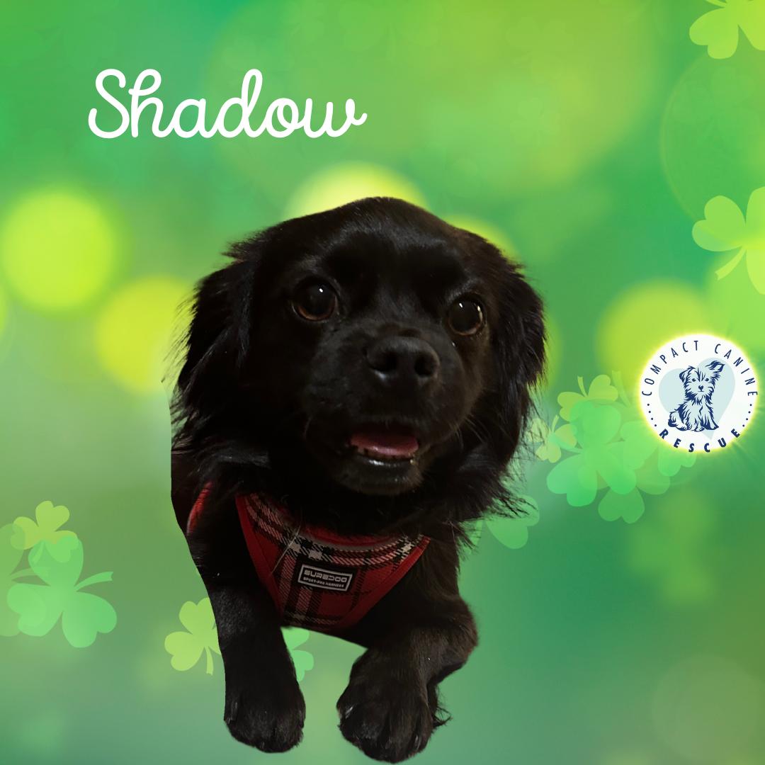 Shadow thumbnail 3