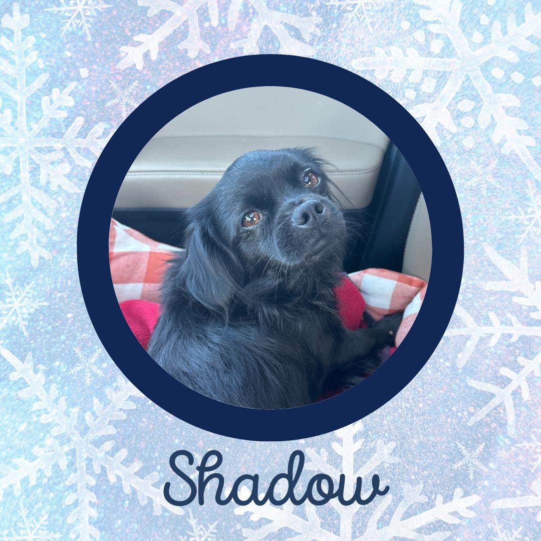 Shadow thumbnail 4