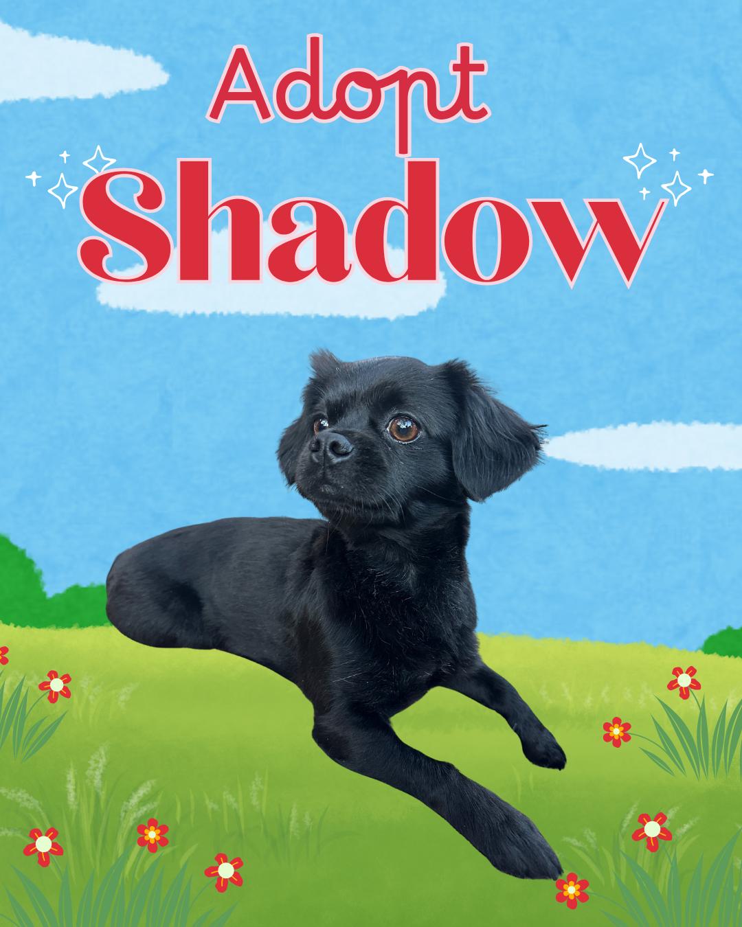 Shadow thumbnail 2