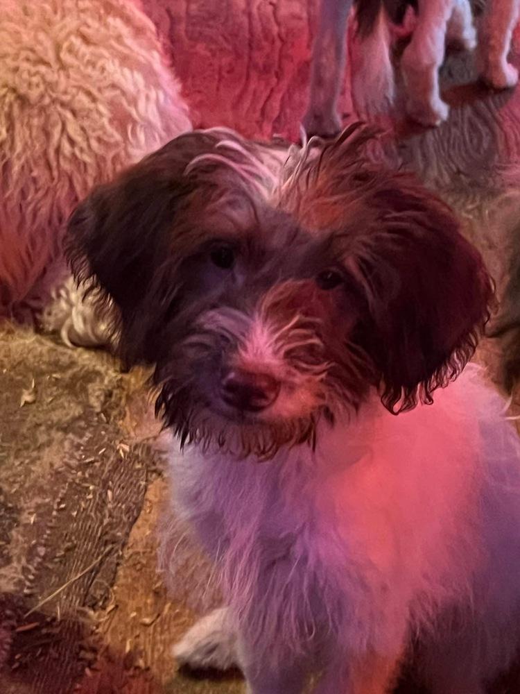 Enlarge Barzal / Blaster, a Adoptable mixed breed in Broomfield, CO image 2/3