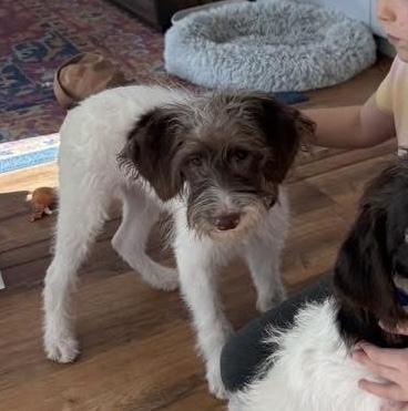 Enlarge Barzal / Blaster, a Adoptable mixed breed in Broomfield, CO image 3/3