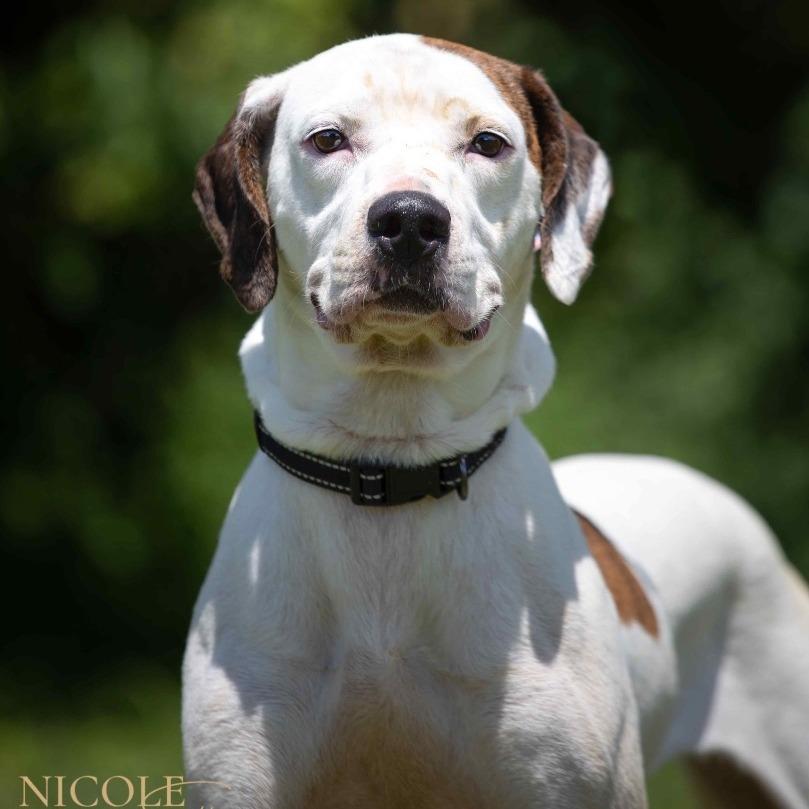 Lucy, Adoptable, Adult Female Mixed Breed.