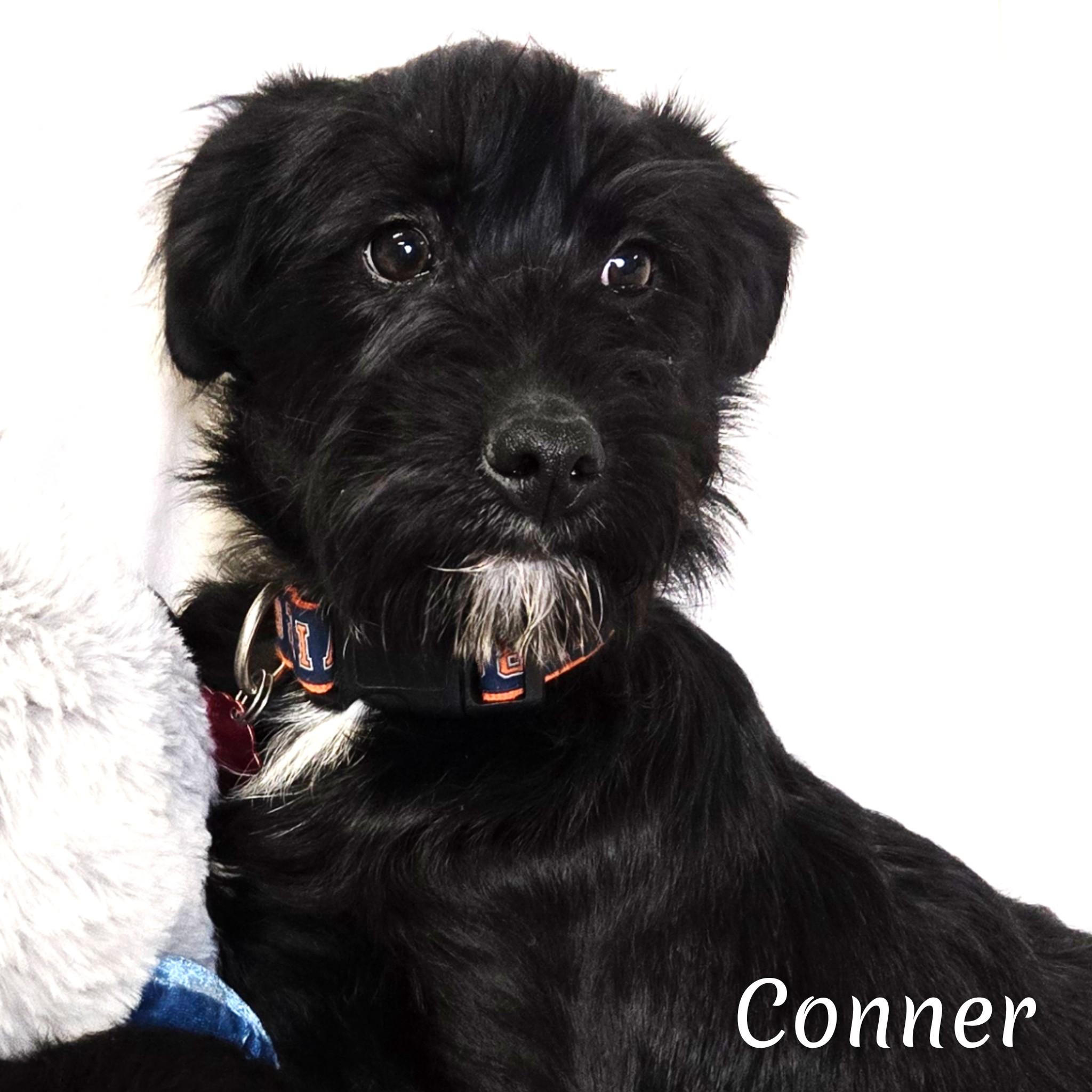 Conner, Adoptable, Puppy Male Poodle & Terrier.