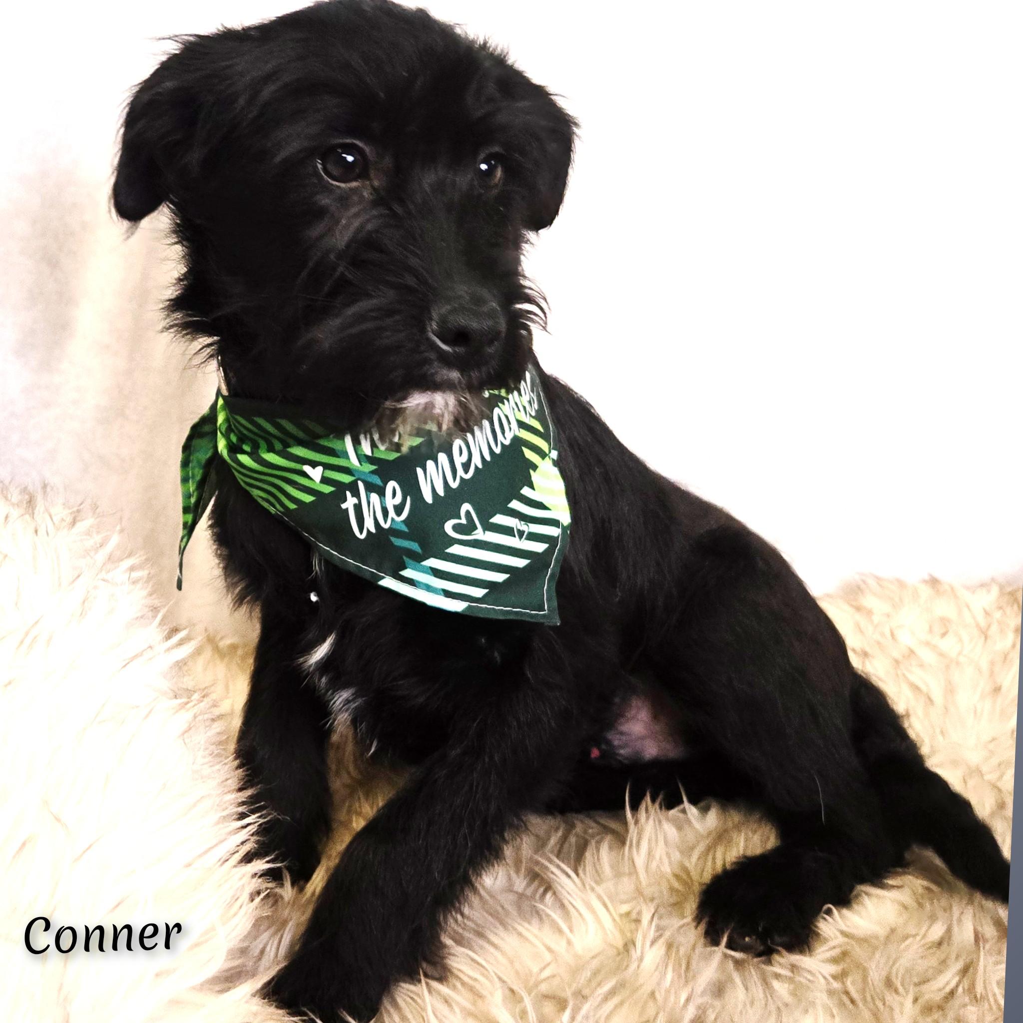 Enlarge Conner, a Adoptable mixed breed in Fredericksburg, VA image 2/6