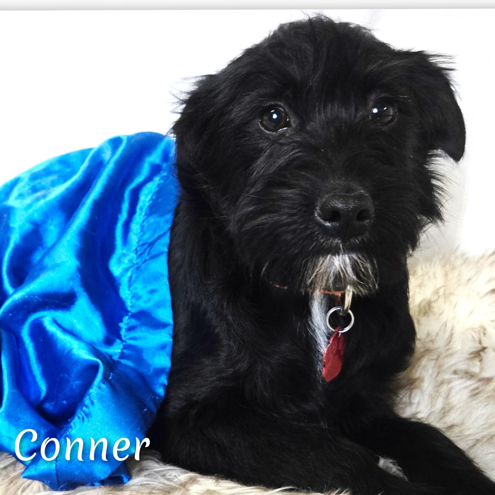Enlarge Conner, a Adoptable mixed breed in Fredericksburg, VA image 3/6