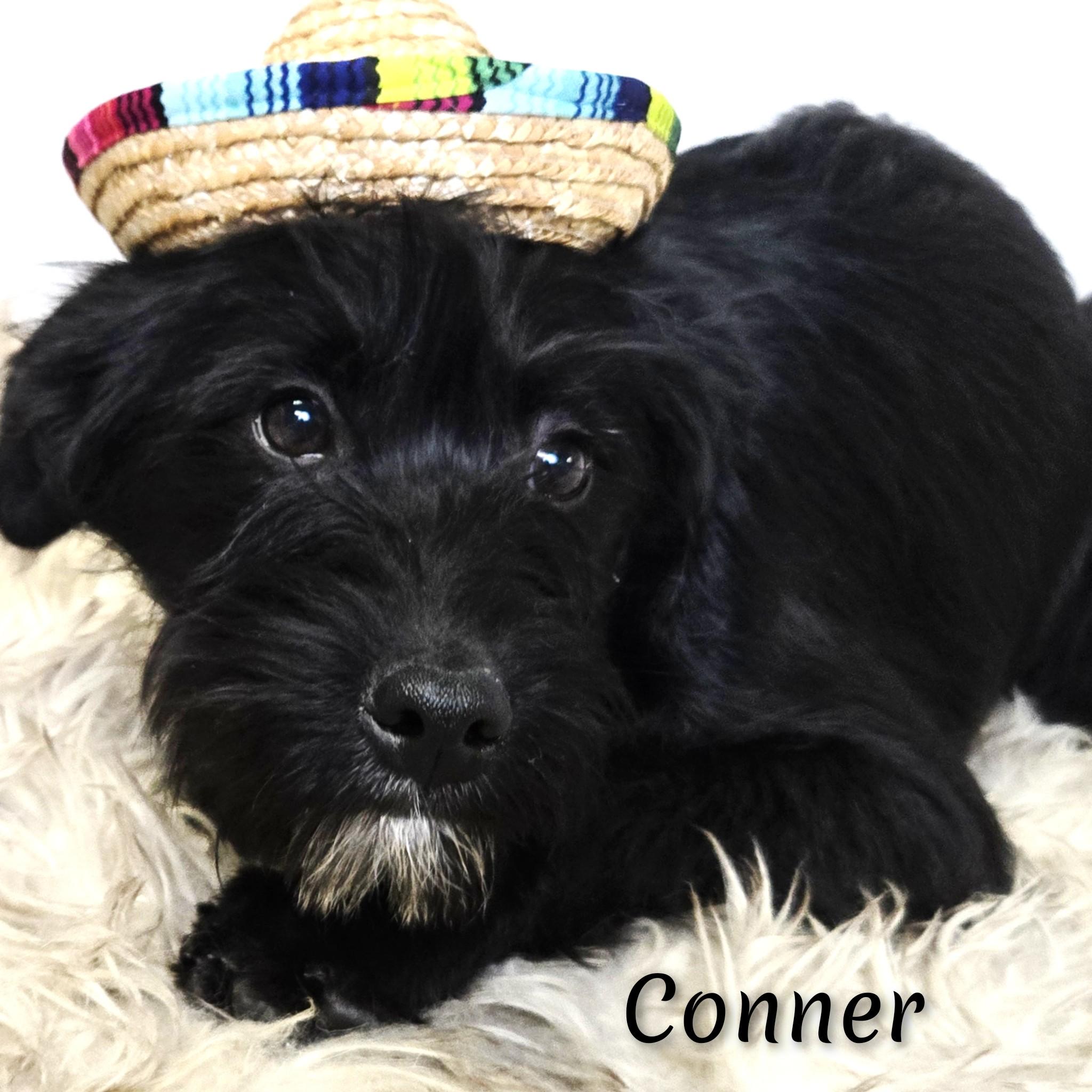 Enlarge Conner, a Adoptable mixed breed in Fredericksburg, VA image 4/6