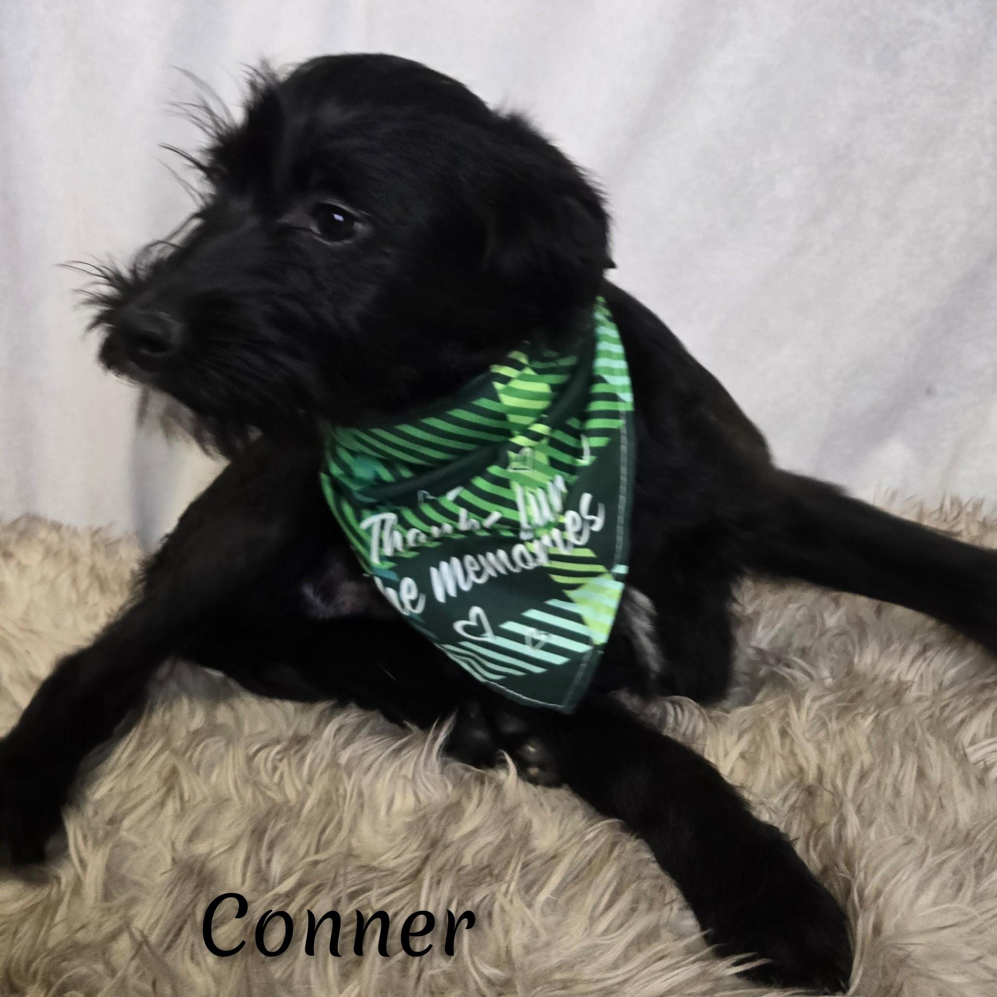 Enlarge Conner, a Adoptable mixed breed in Fredericksburg, VA image 5/6