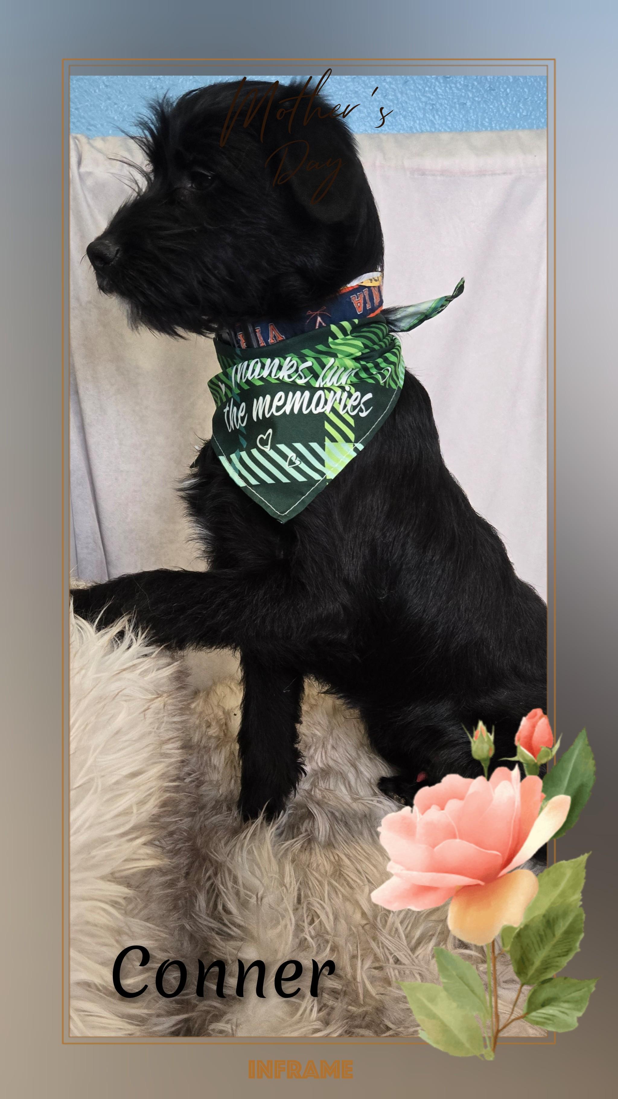 Enlarge Conner, a Adoptable mixed breed in Fredericksburg, VA image 6/6