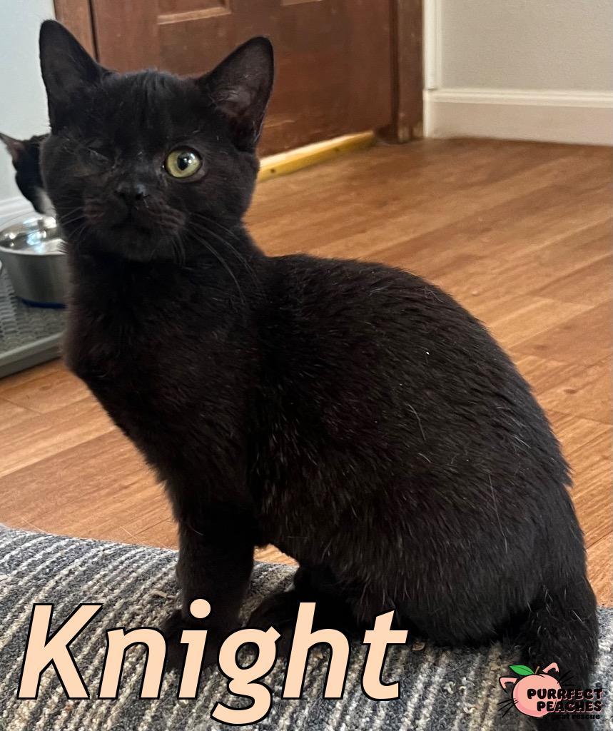 Knight, Adoptable, Kitten Female Bombay & Domestic Short Hair.