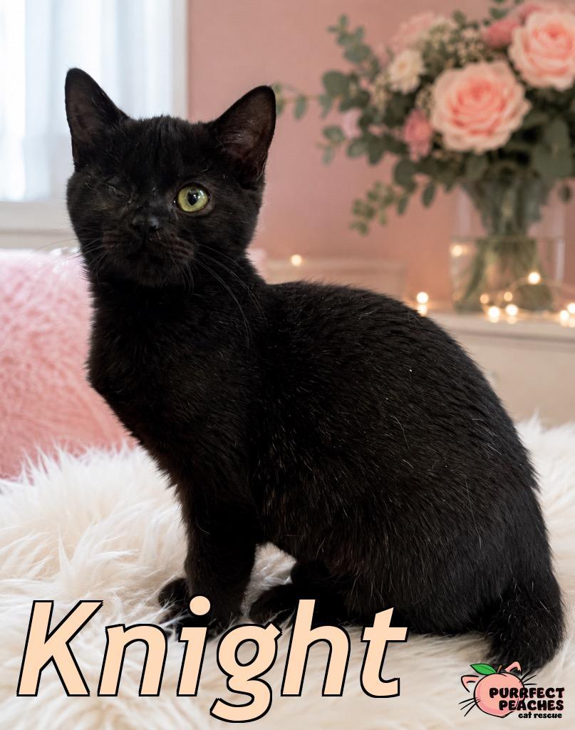Knight, a Adoptable mixed breed in Douglasville, GA image 2/6