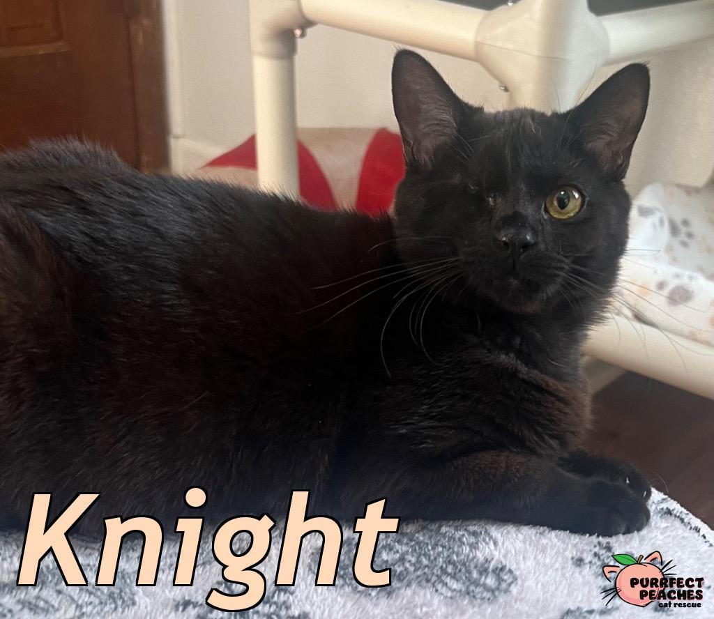 Knight, a Adoptable mixed breed in Douglasville, GA image 5/6