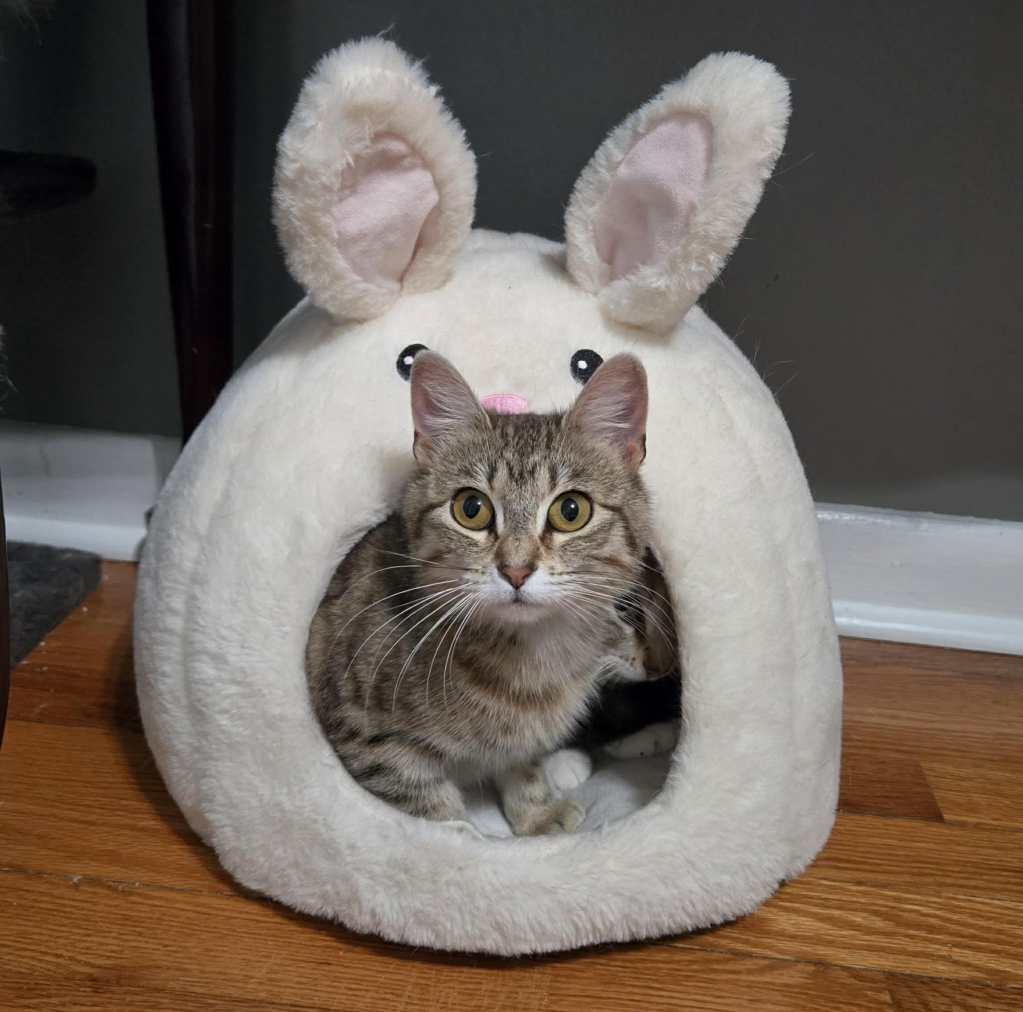 Sprinkle and Foxie, an adoptable Domestic Short Hair in Sedalia, MO image 6/6