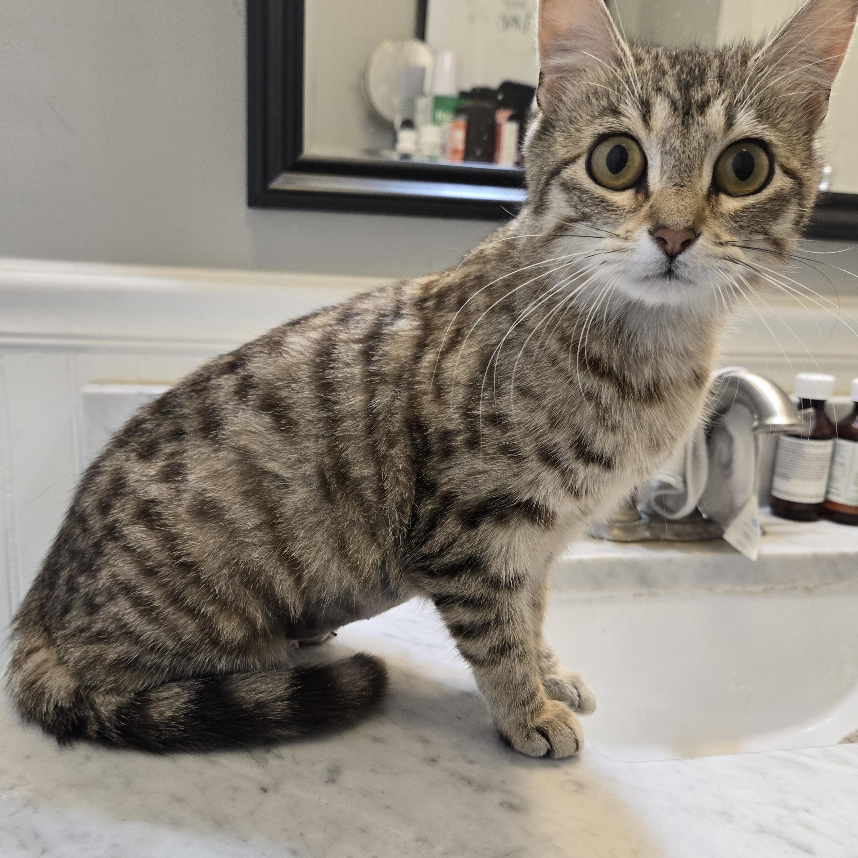 Enlarge Sprinkle and Foxie, a Adoptable Domestic Short Hair in Sedalia, MO image 3/4