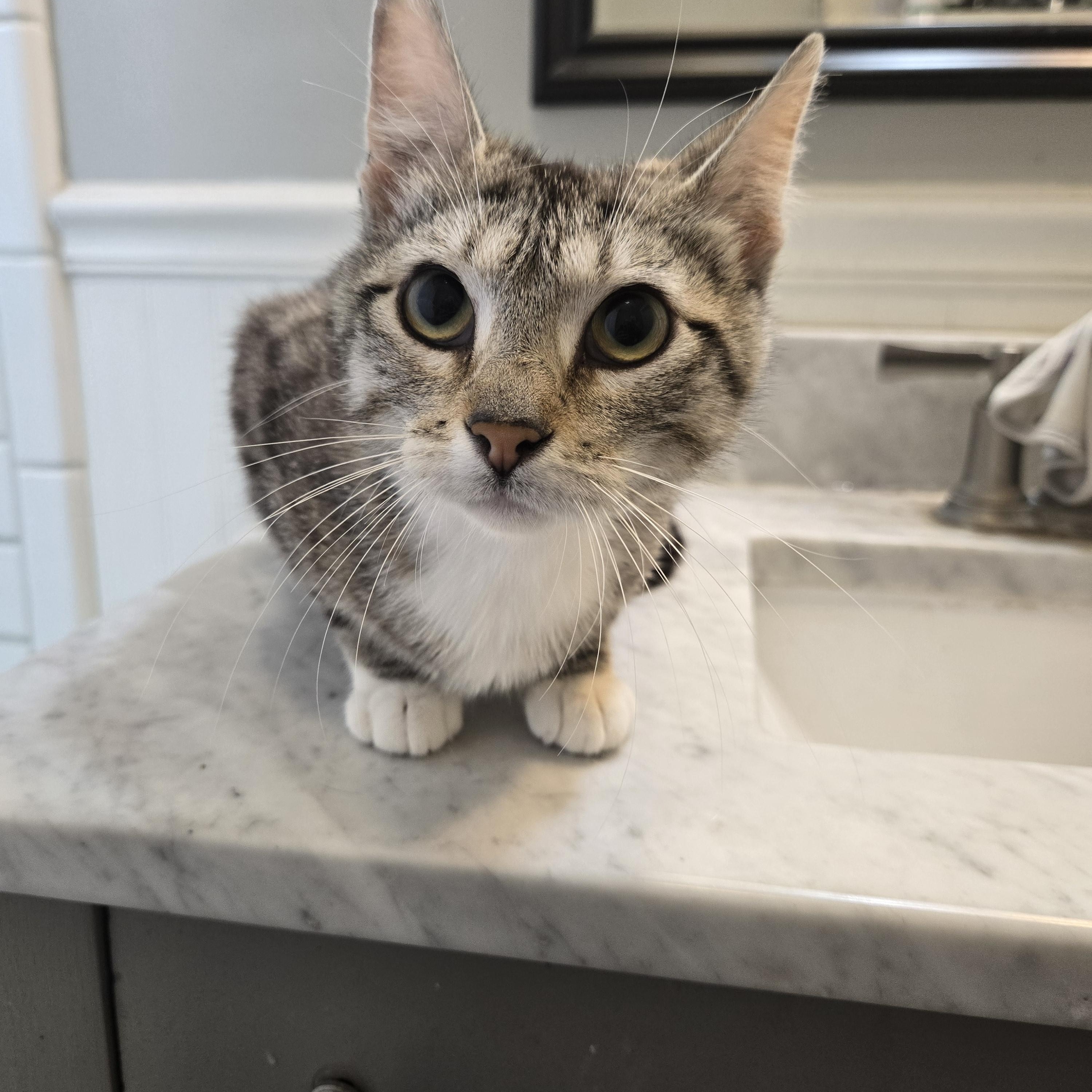 Enlarge Sprinkle and Foxie, a Adoptable Domestic Short Hair in Sedalia, MO image 2/4